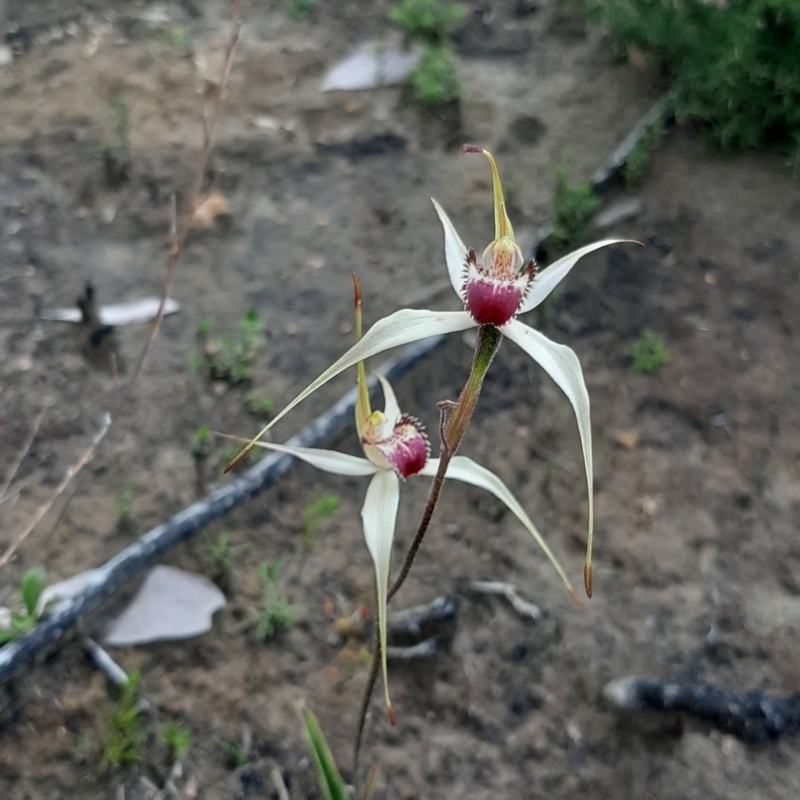 Caladenia valida