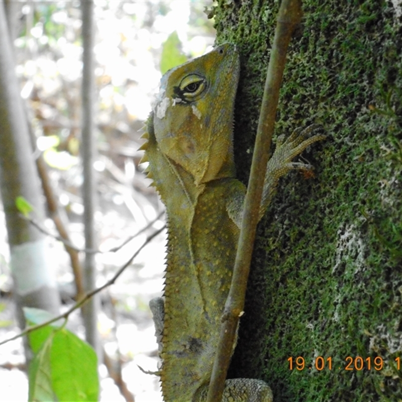 Hypsilurus spinipes