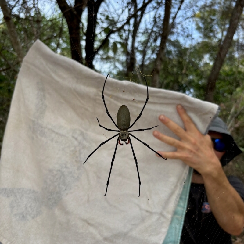 Nephila pilipes