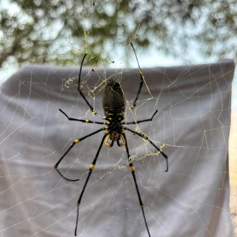 Nephila pilipes