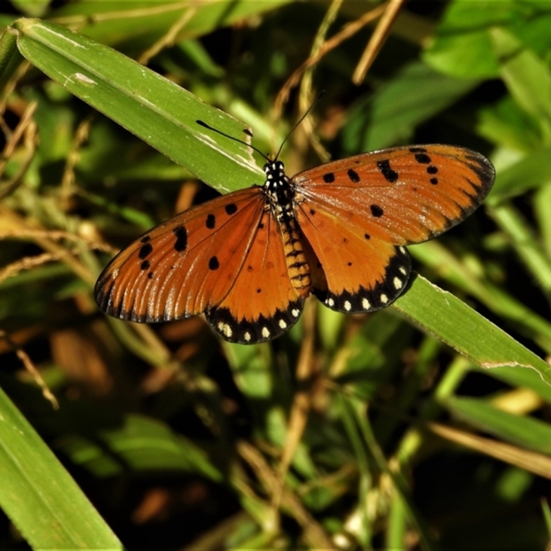 Acraea terpsicore