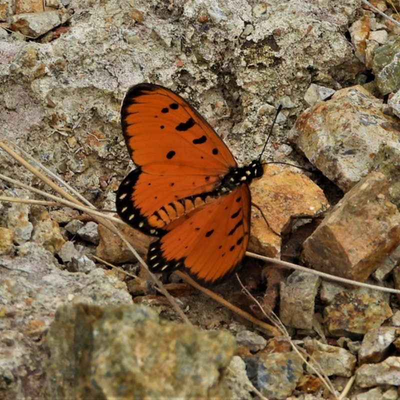 Acraea terpsicore