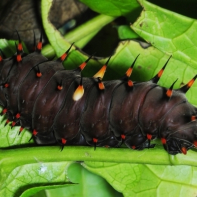 Ornithoptera euphorion