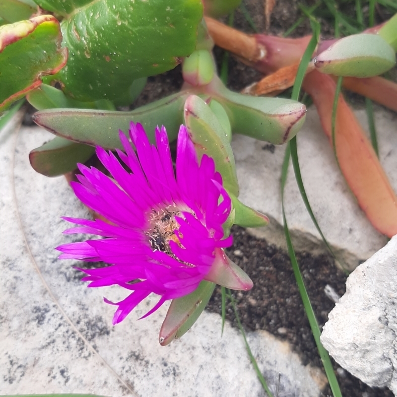 Carpobrotus rossii