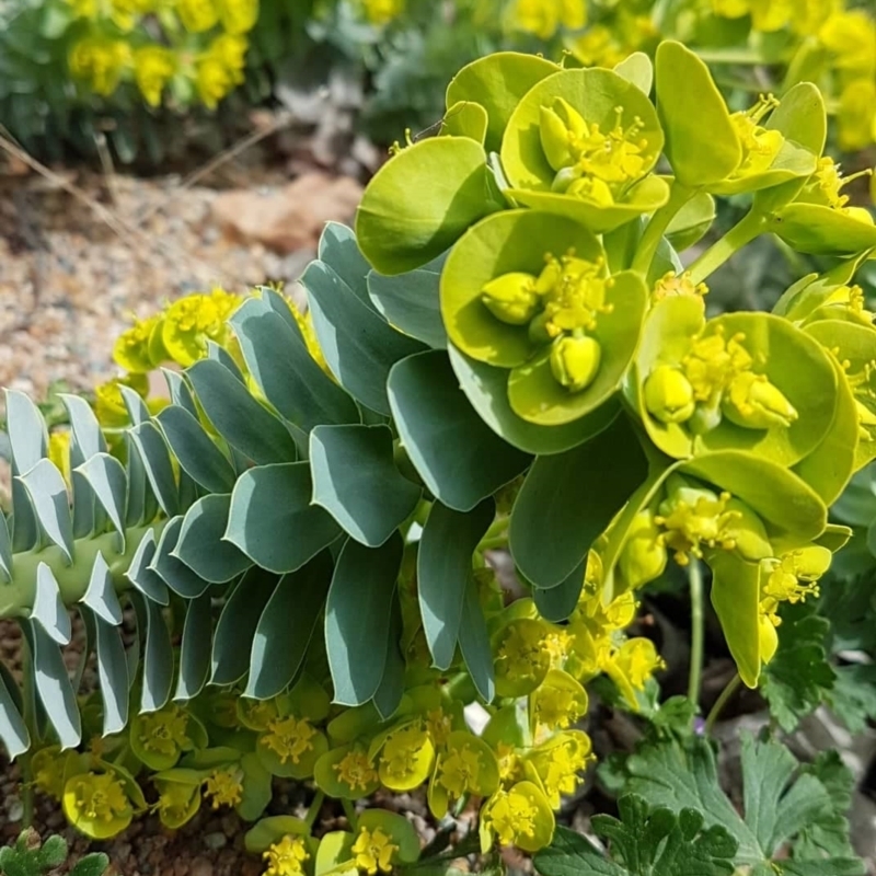 Euphorbia myrsinites