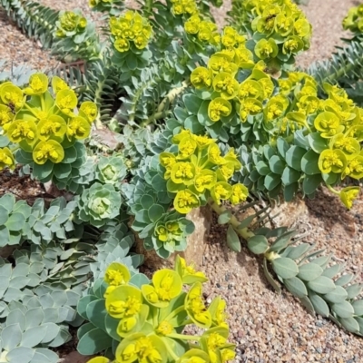 Euphorbia myrsinites