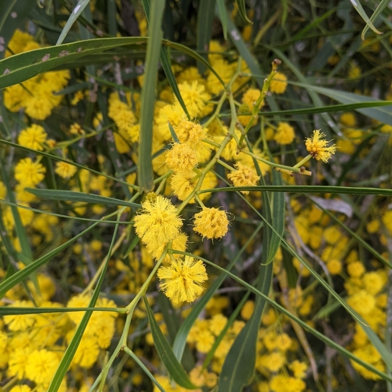 Acacia provincialis