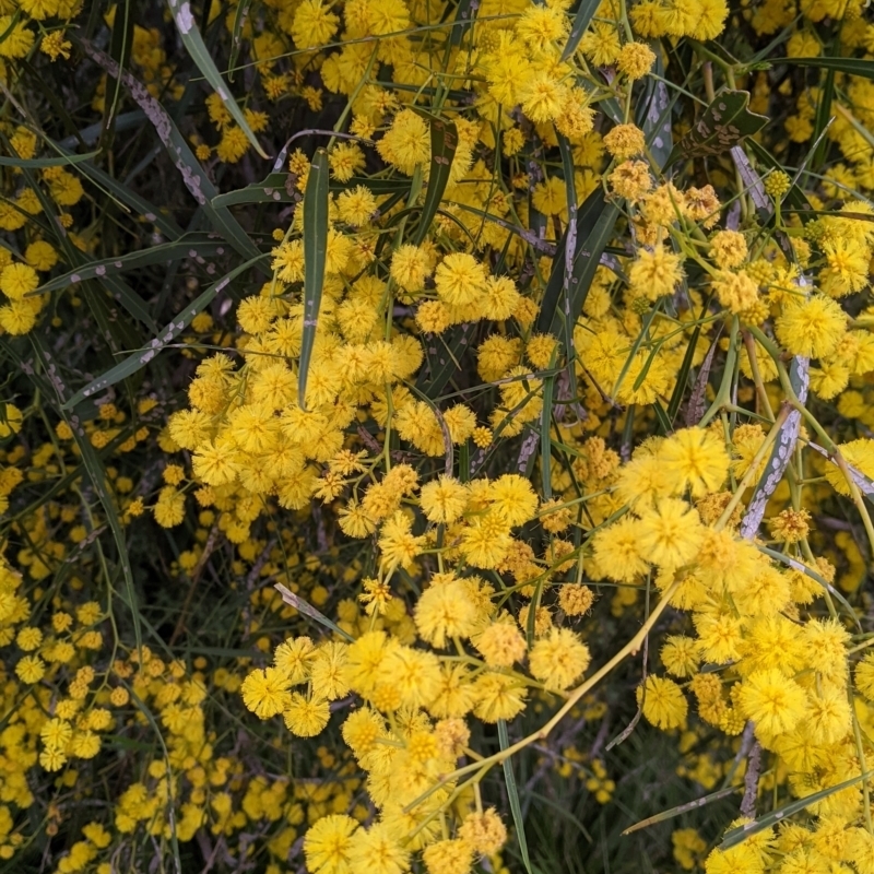 Acacia provincialis