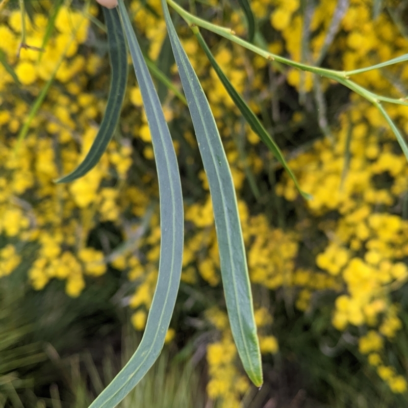 Acacia provincialis