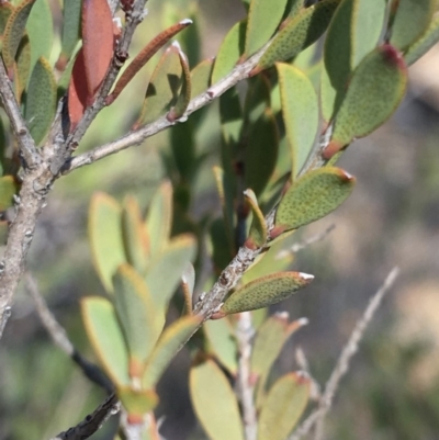 Calothamnus quadrifidus subsp. homalophyllus