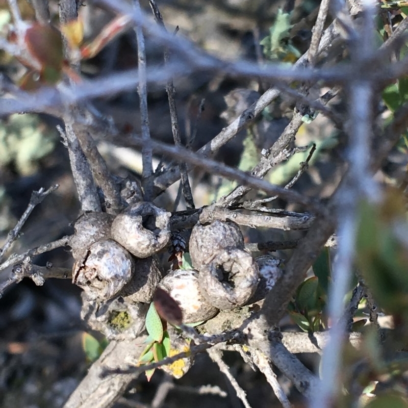 Calothamnus quadrifidus subsp. homalophyllus