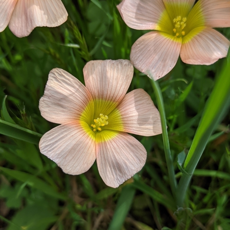 Oxalis obtusa