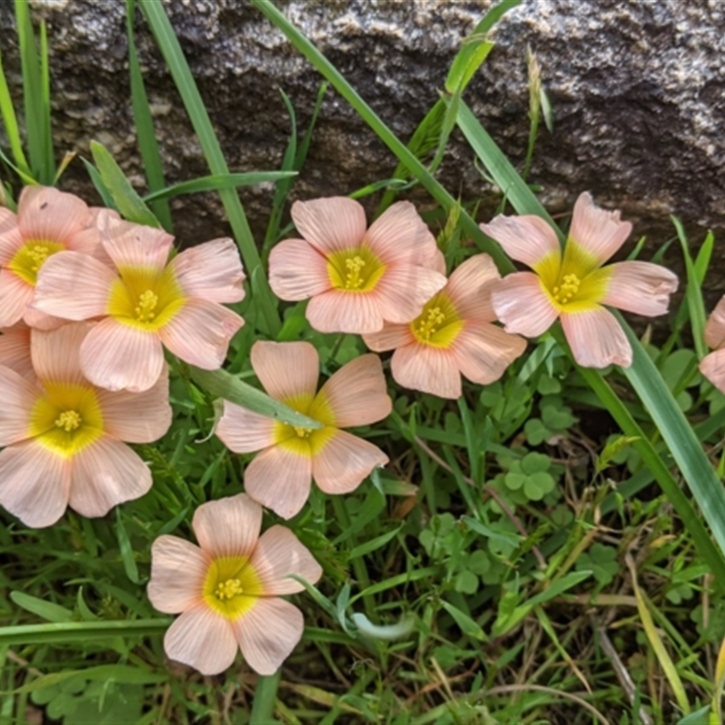 Oxalis obtusa