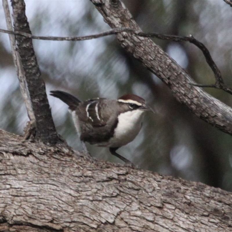 Pomatostomus ruficeps