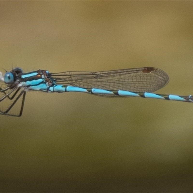 Austrolestes annulosus