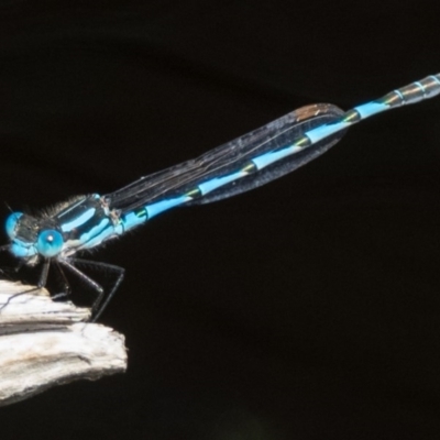 Austrolestes annulosus