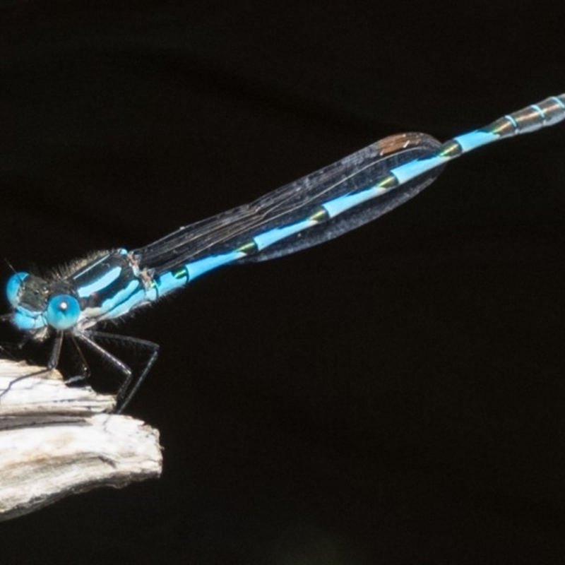 Austrolestes annulosus