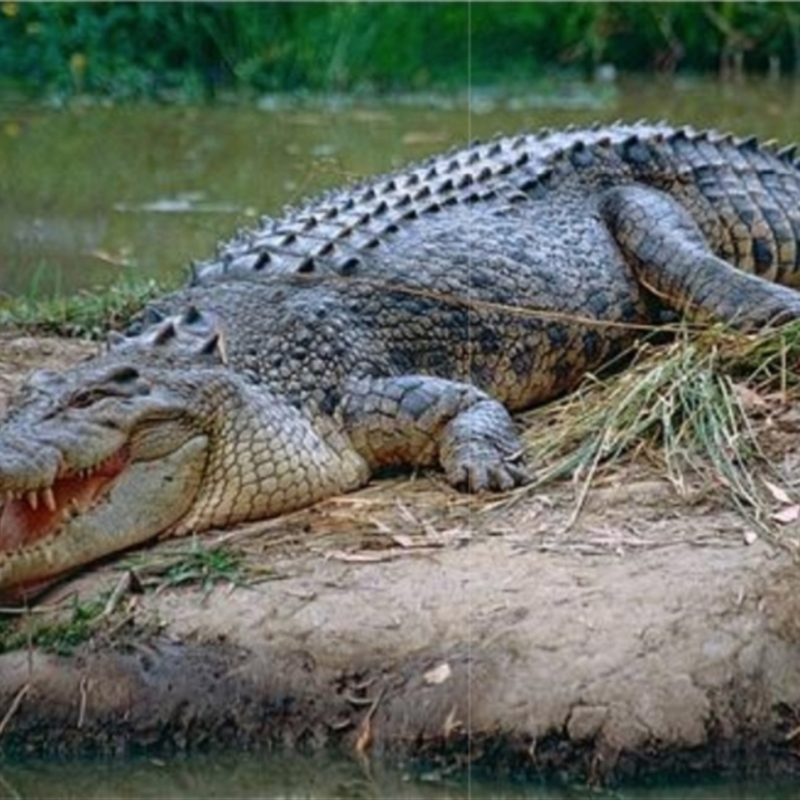 Crocodylus porosus