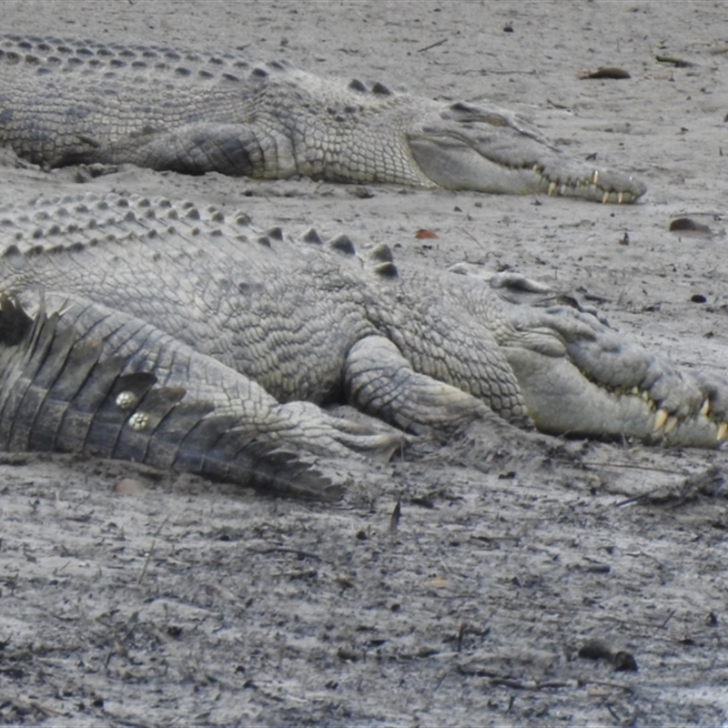 Crocodylus porosus