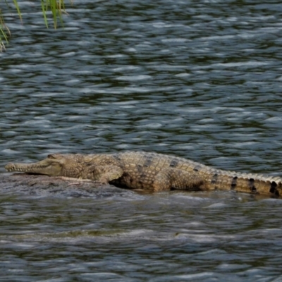 Crocodylus johnstoni