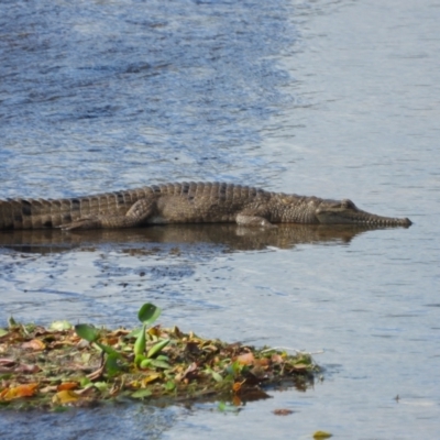 Crocodylus johnstoni