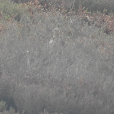 Calidris subruficollis