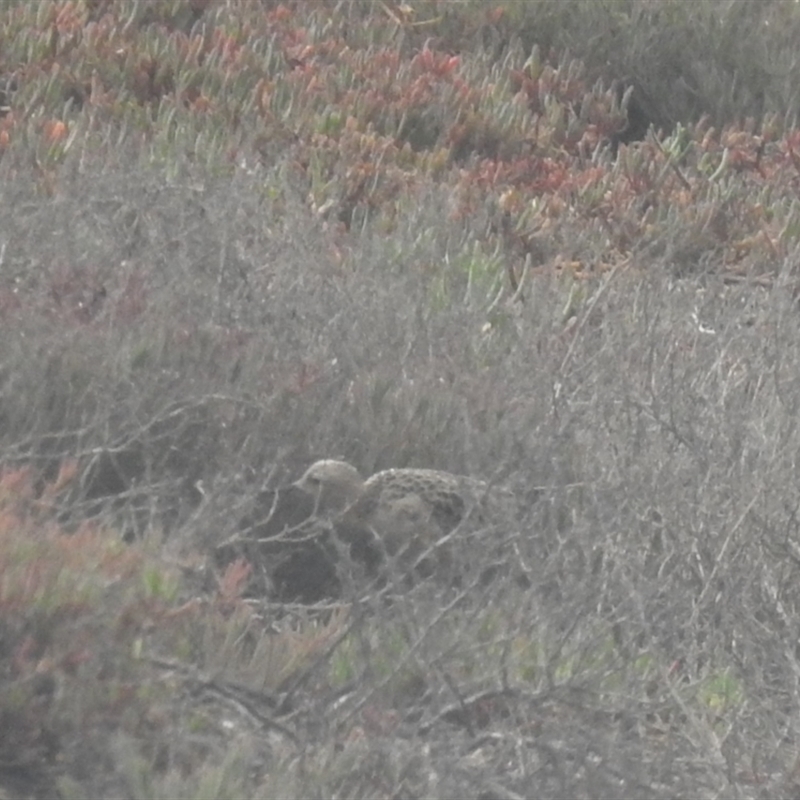 Calidris subruficollis