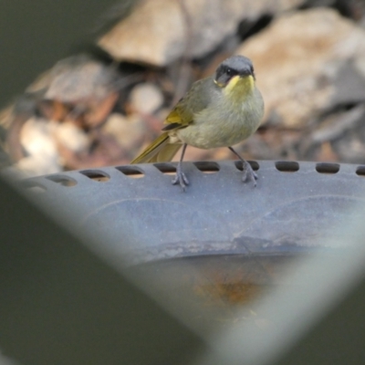 Lichenostomus cratitius