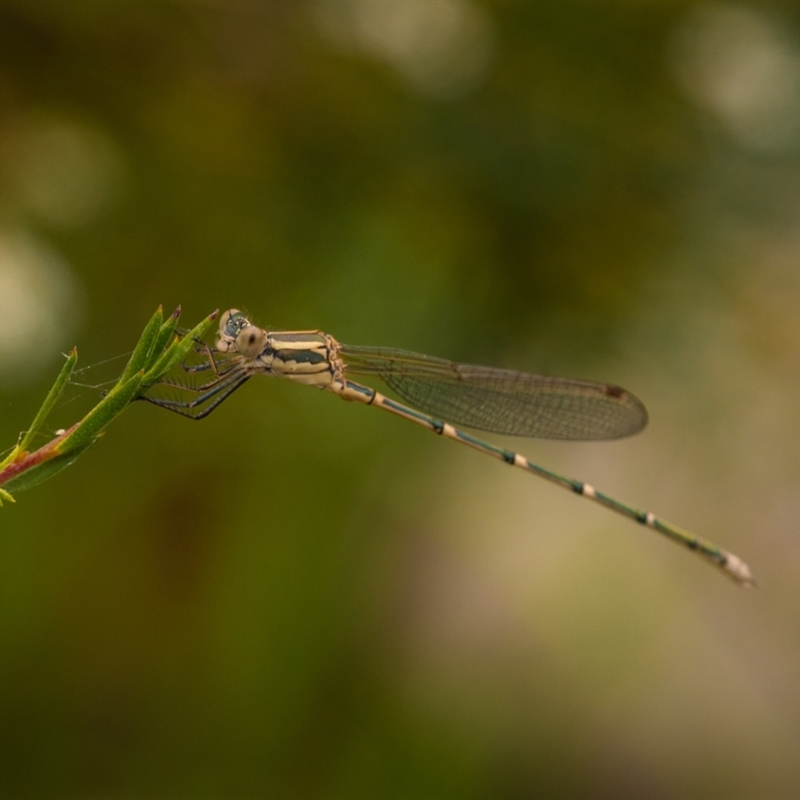 Austrolestes aridus