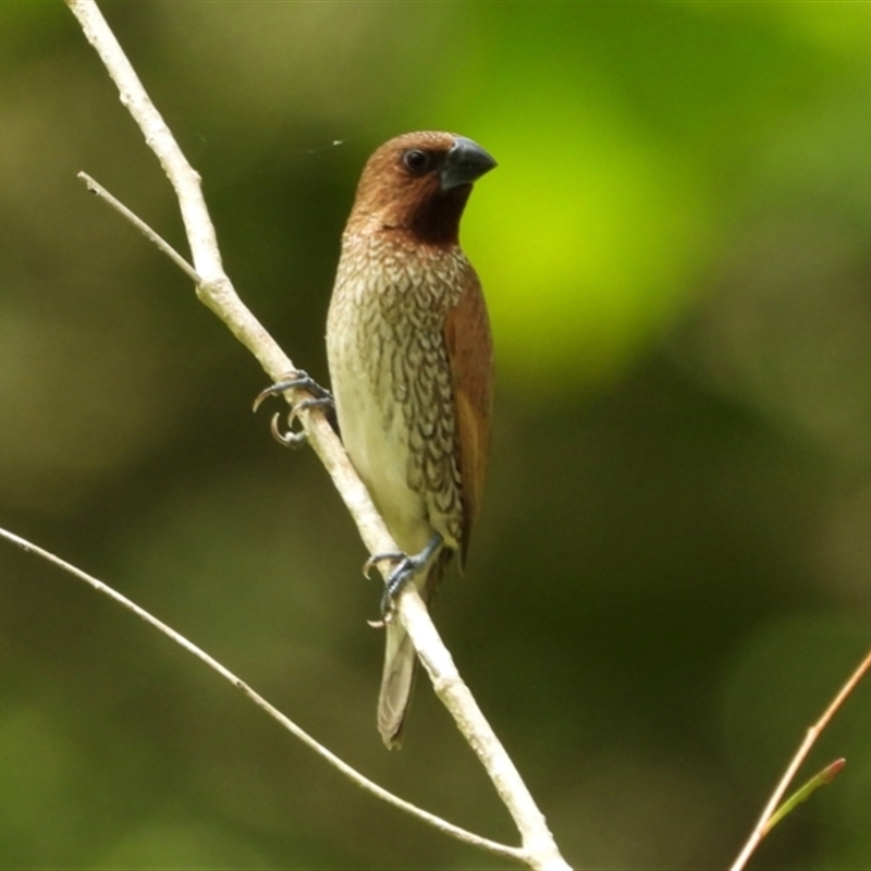 Lonchura punctulata