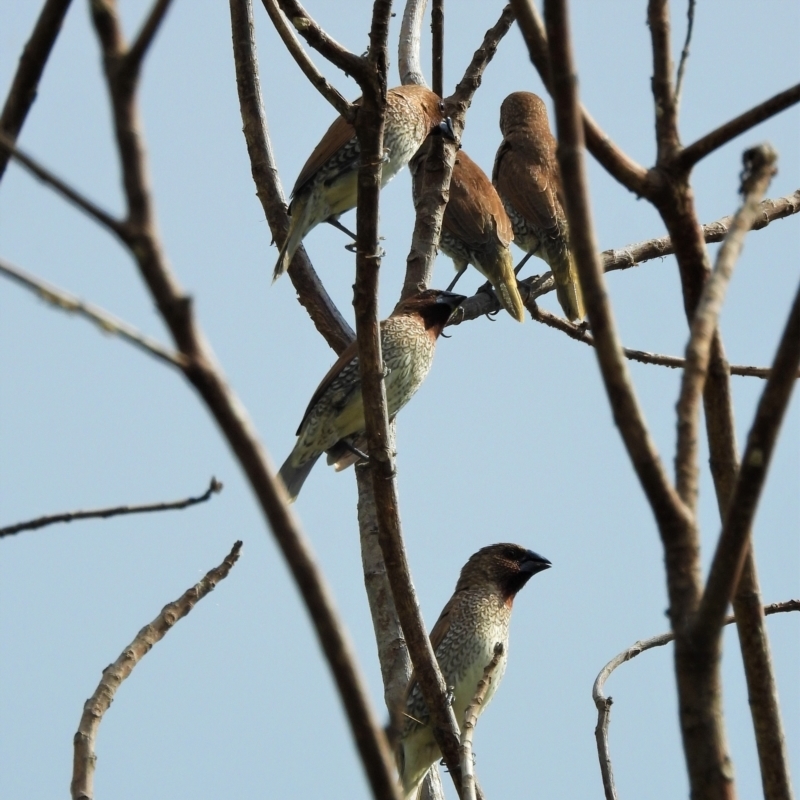 Lonchura punctulata