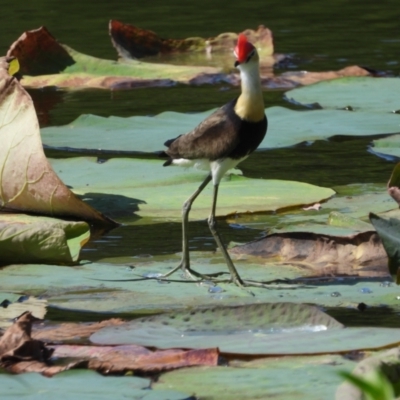 Irediparra gallinacea