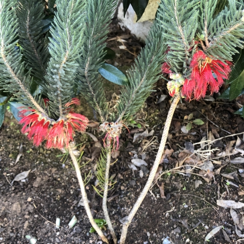 Calothamnus quadrifidus