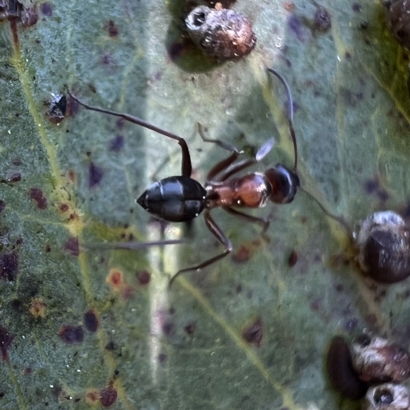 Camponotus sponsorum