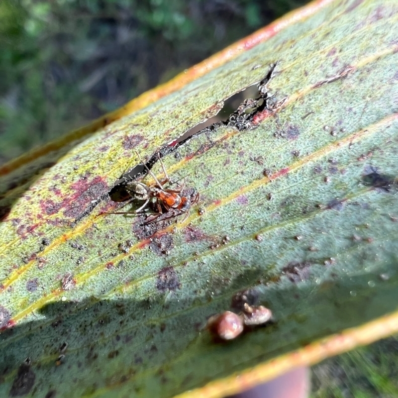 Camponotus sponsorum