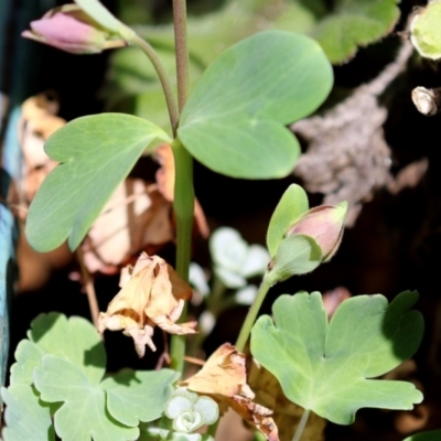 Aquilegia sp.