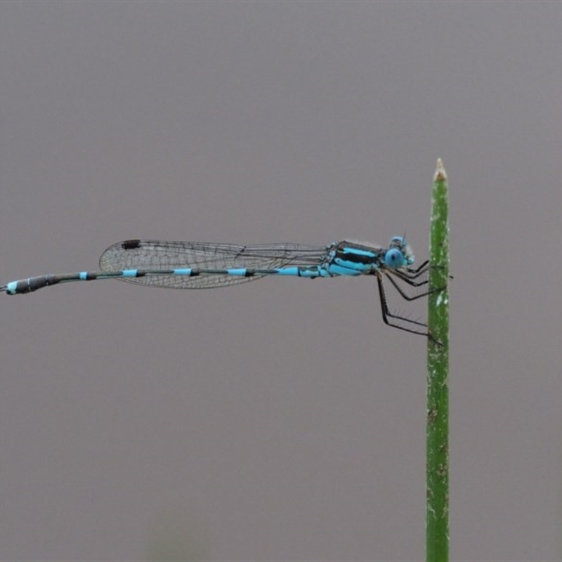 Austrolestes leda