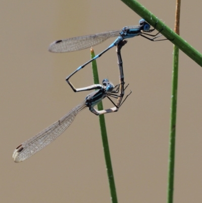 Austrolestes leda