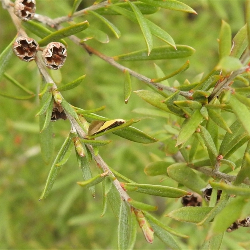 Opogona protodoxa