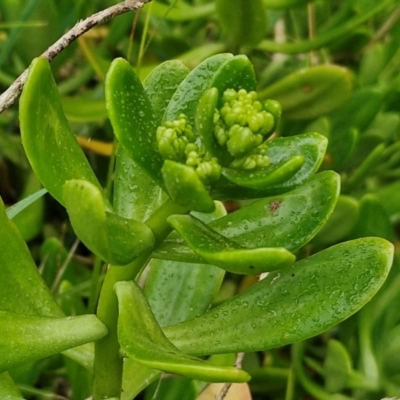 Sedum praealtum