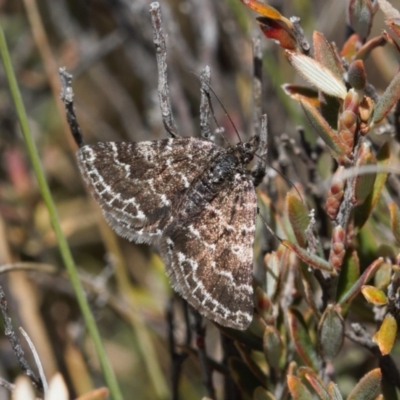 Chrysolarentia melanchlaena