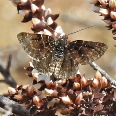 Chrysolarentia melanchlaena