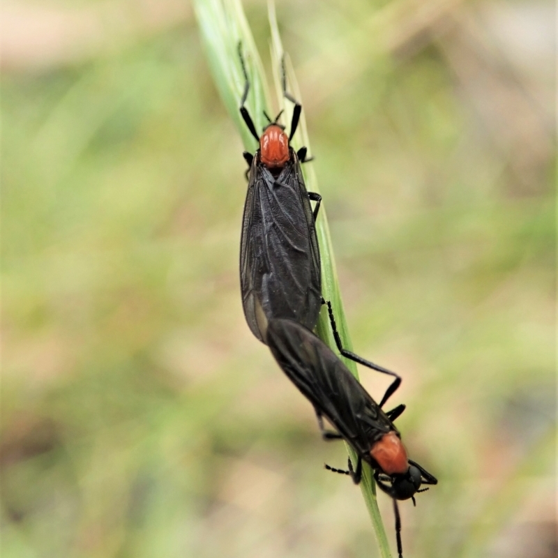 Bibio sp. (genus)