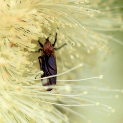 Bibio sp. (genus)