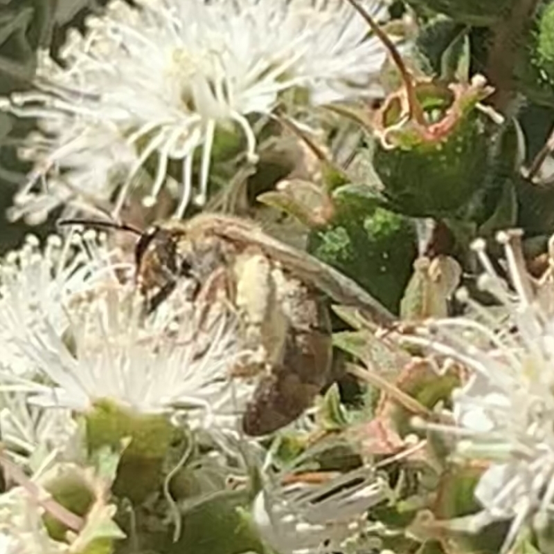 Lasioglossum (Parasphecodes) bryotrichum