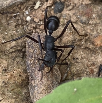 Rhytidoponera aciculata species group