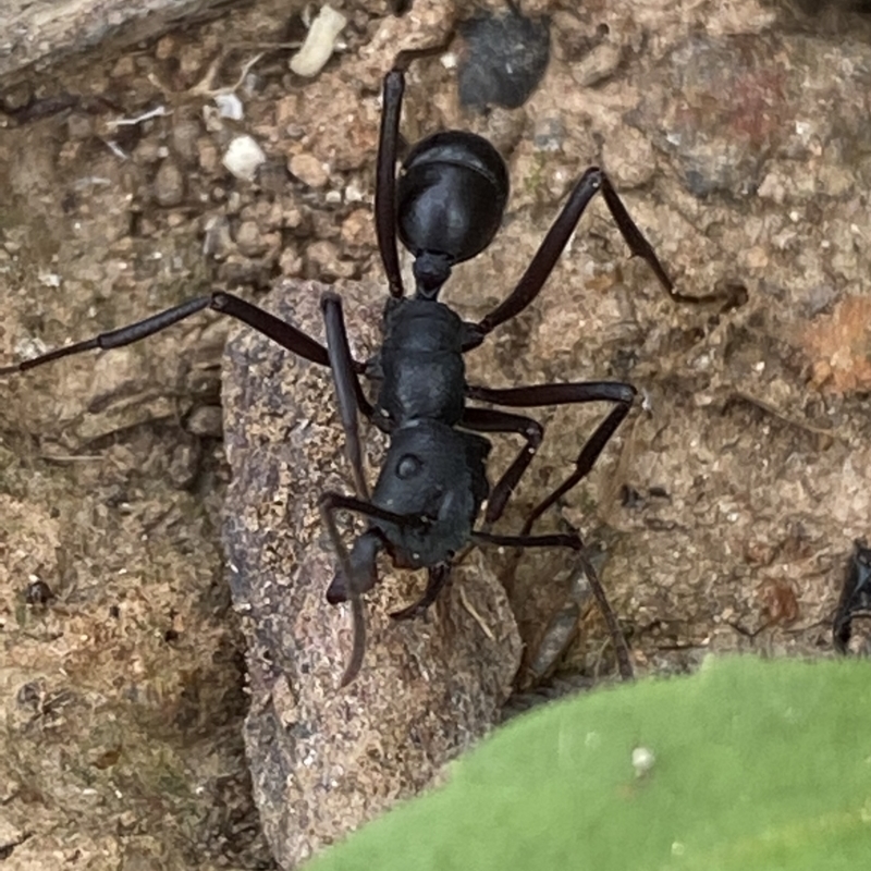 Rhytidoponera aciculata species group