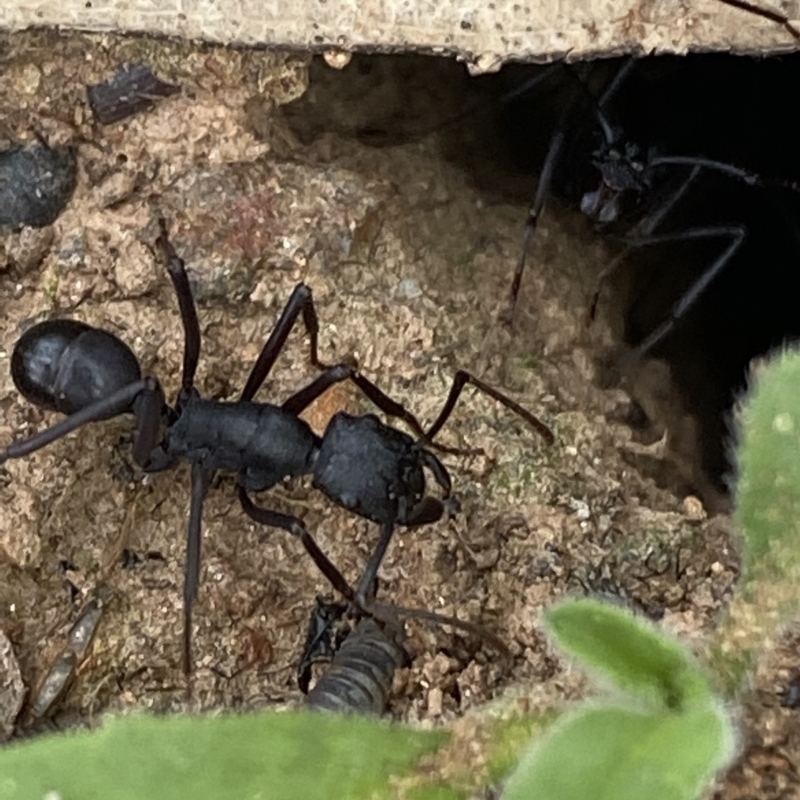 Rhytidoponera aciculata species group