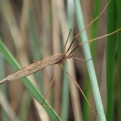 Austrolimnophila antiqua