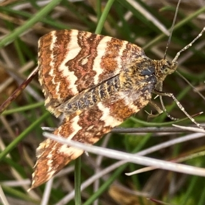 Chrysolarentia polycarpa